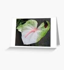 Butterfly on a Anthurium Greeting Card