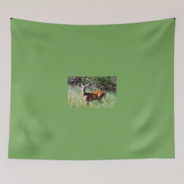 Item preview, Whitetail - young buck on alert designed and sold by RichImage.