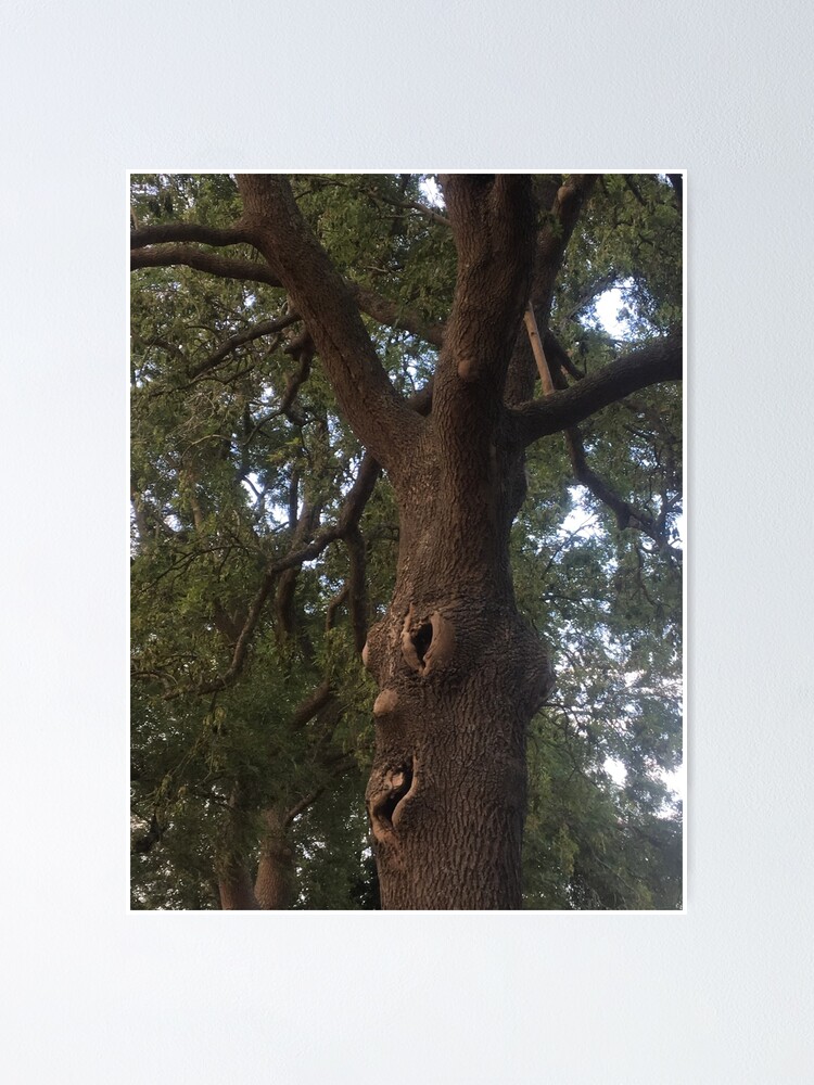 "Trees Have Feelings!" Poster for Sale by Bucklandcrafts Redbubble