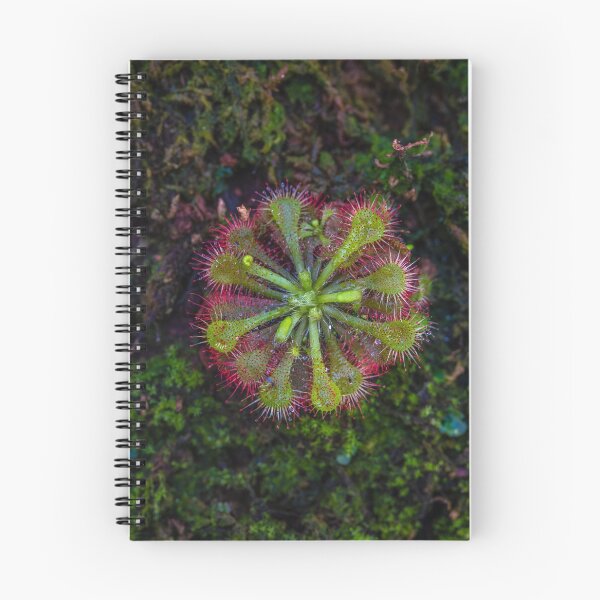 Item preview, Sundew designed and sold by alan shapiro.
