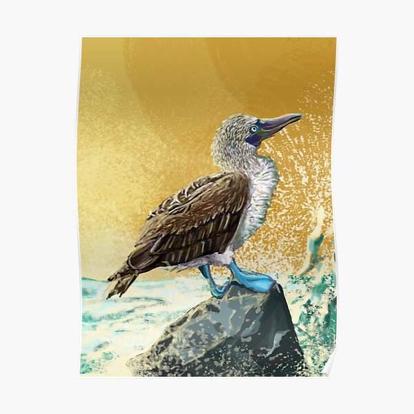 Blue Footed Booby Sunrise Poster