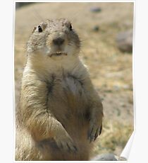 Prairie Dog Standoff Poster