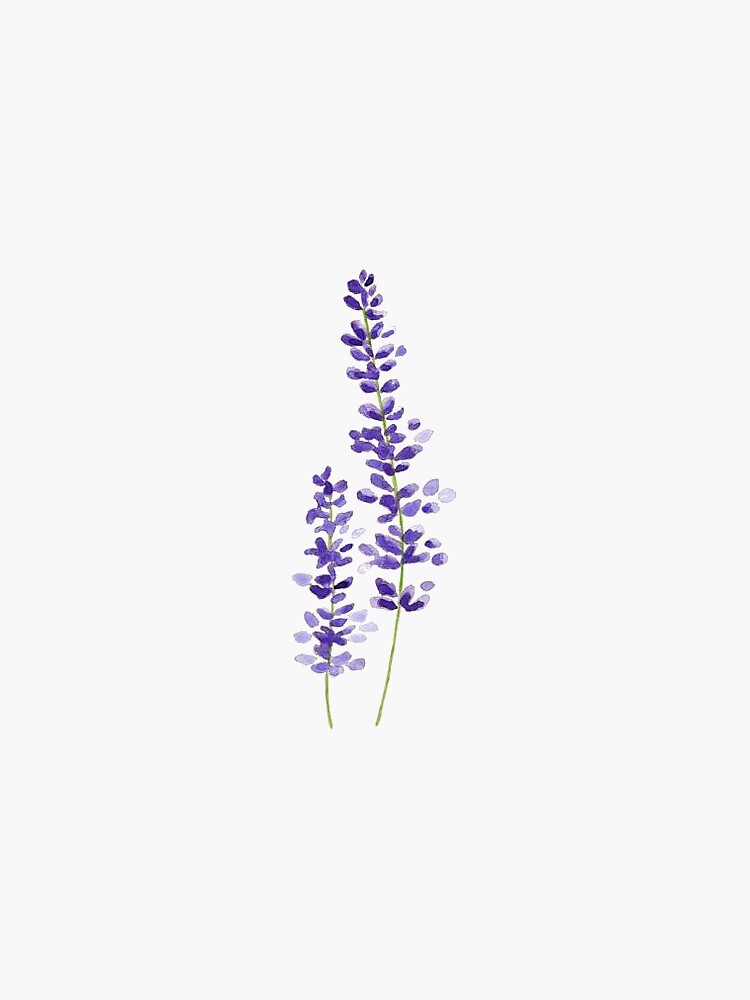 lavender watercolor by mlstoutl