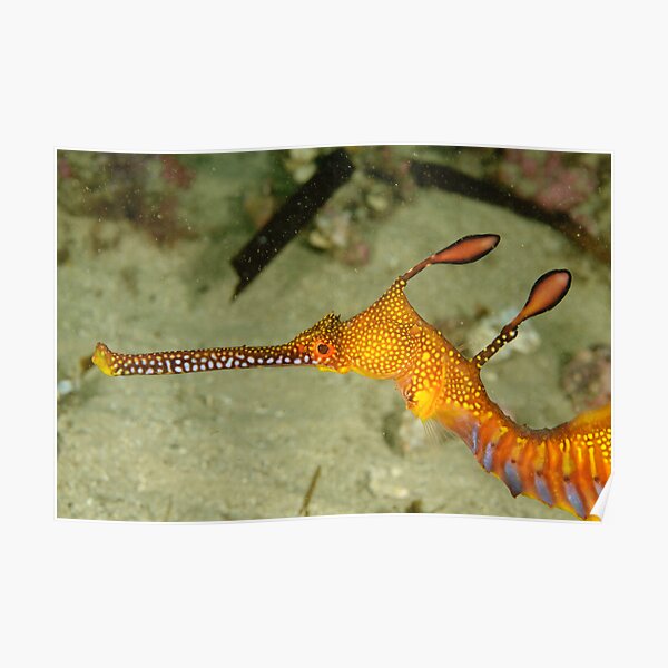 Weedy sea dragon head Poster