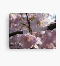 Blossoms Canvas Print