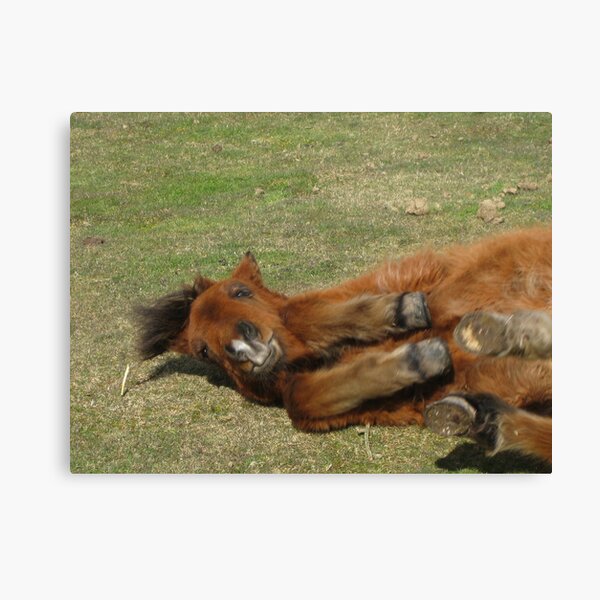 Rolling Pony Canvas Print