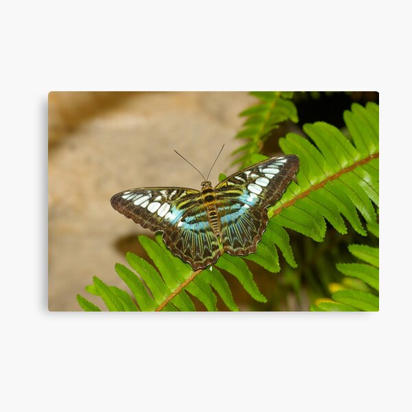 Item preview, Blue Clipper designed and sold by PatGoltz.