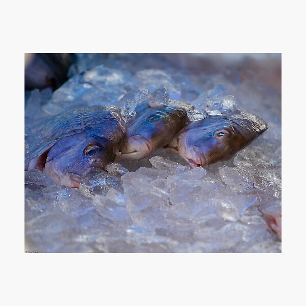 Fresh Fish Photographic Print