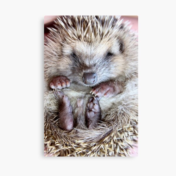 Kini de Nao Canvas Print