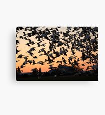 Snow Geese Canvas Print
