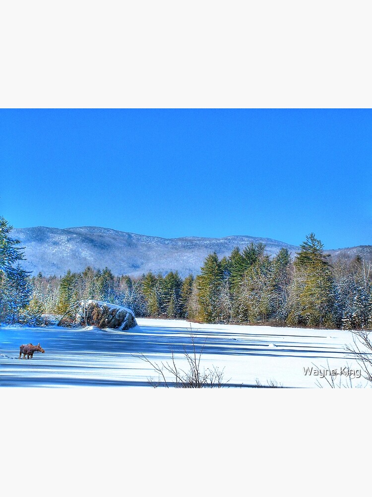 Lone Moose on Robartwood Pond by waynedking