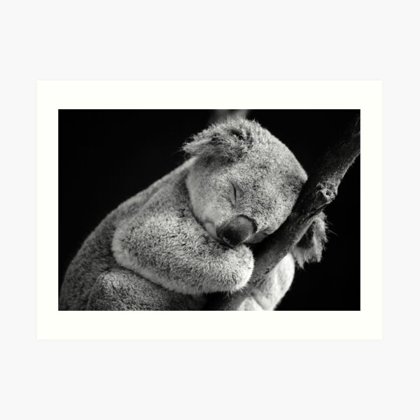 Wake Me Later - Sleeping Koala Art Print