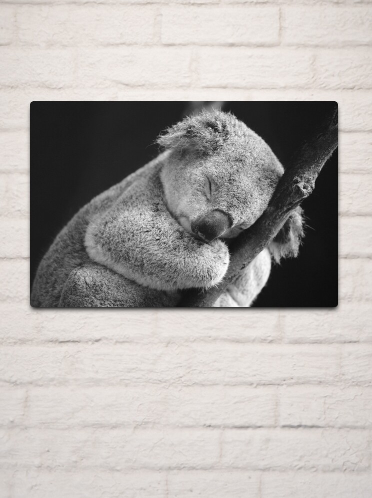 Sleeping Koala Art Print by David Morgan-mar 