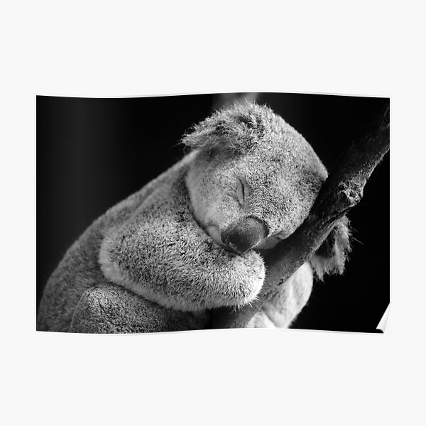 Wake Me Later - Sleeping Koala Poster