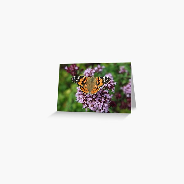 Painted Lady butterfly Greeting Card