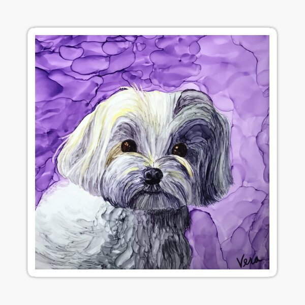 Violet the Maltese Poodle (Maltipoo) Sticker