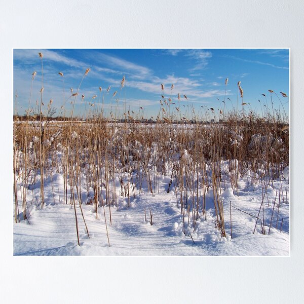 Item preview, Jamaica Bay Wildlife Refuge designed and sold by Dandelion Dilluvio.