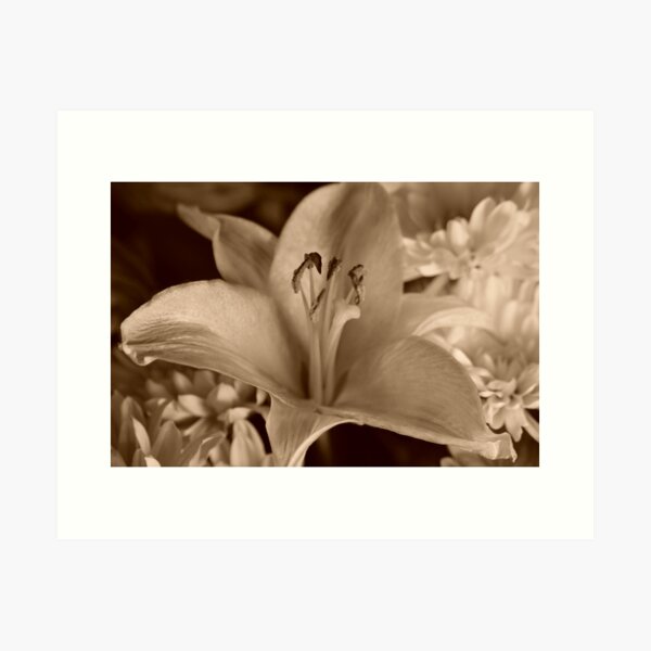 Item preview, Sepia petals designed and sold by mltrue.