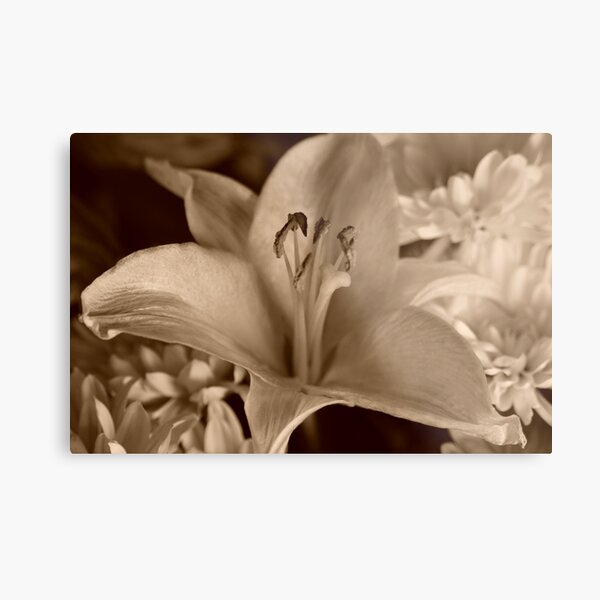 Item preview, Sepia petals designed and sold by mltrue.
