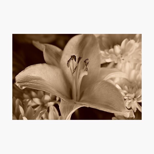 Item preview, Sepia petals designed and sold by mltrue.
