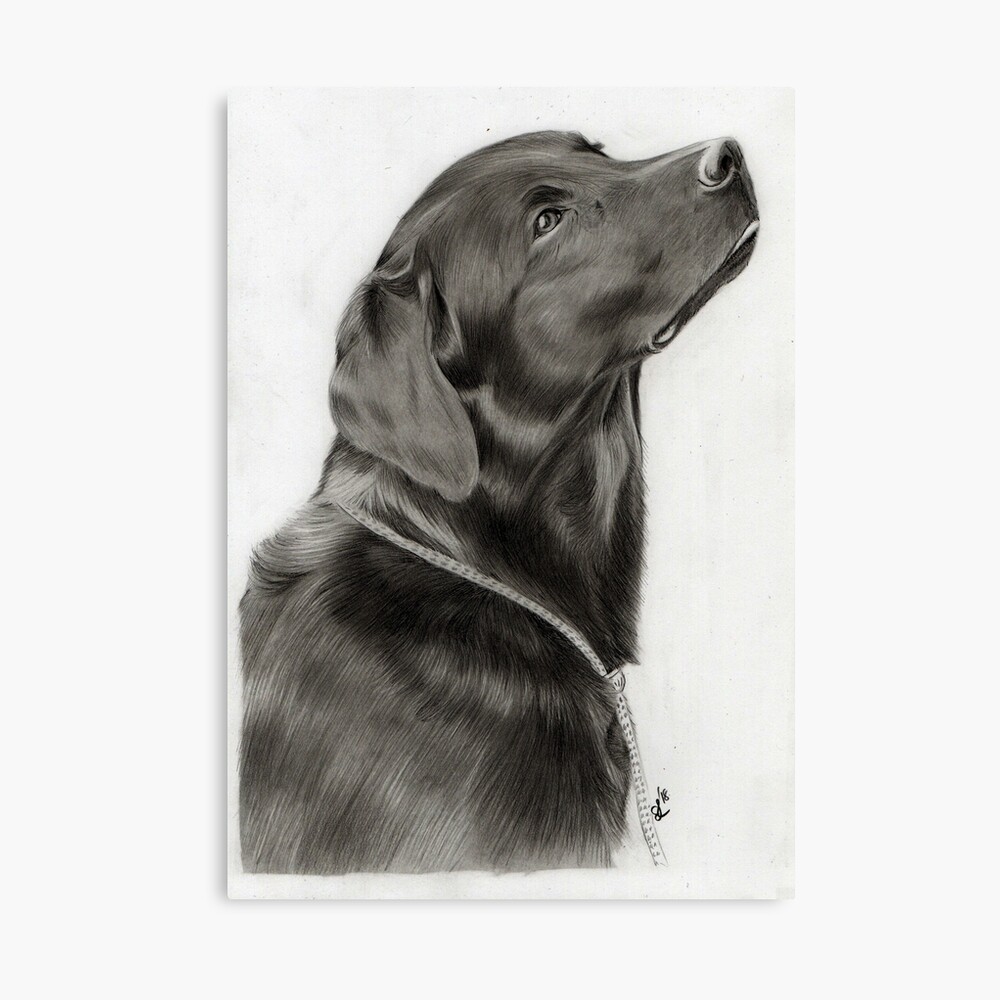 BLACK LABRADOR RETRIEVER - Original B&W Pencil Drawing order - Portrait size 8