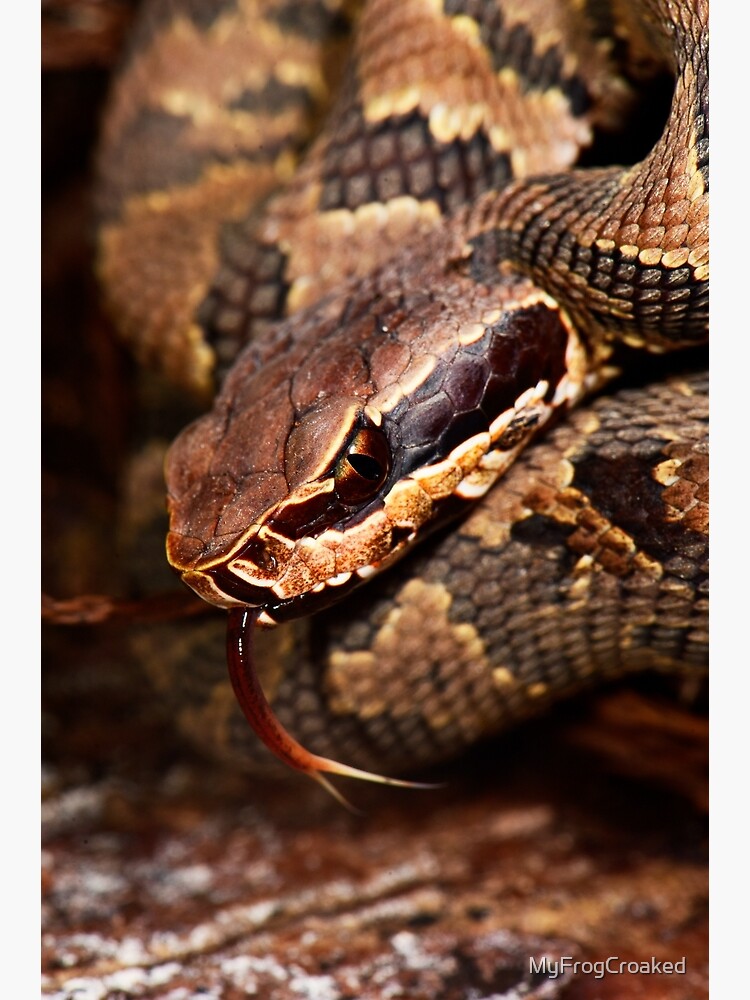black baby cottonmouth
