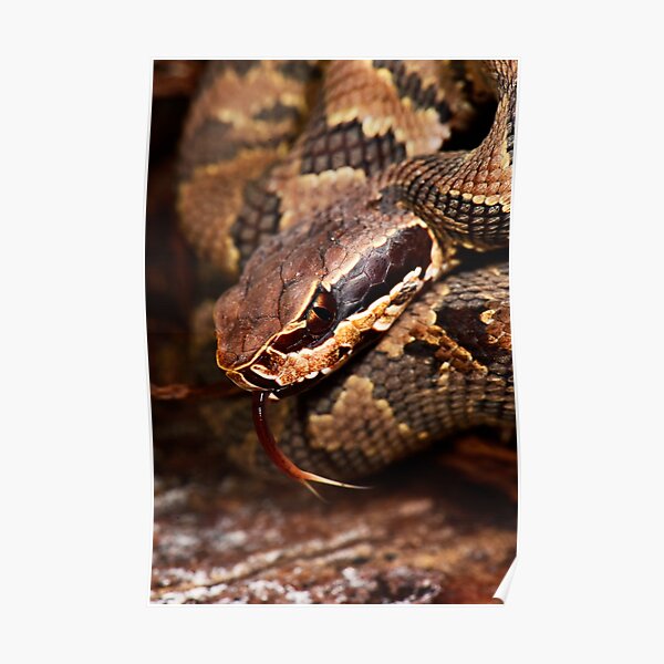 Poster Cottonmouth Redbubble