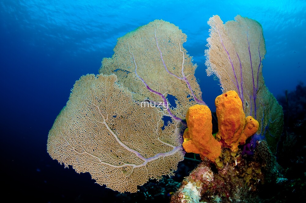 "Yellow Sponge & Fan coral symmetry" by muzy Redbubble
