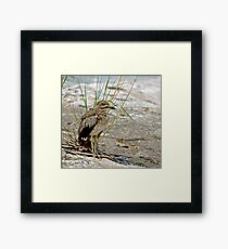Water Thick-Knee Framed Print