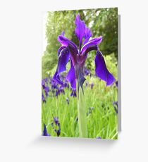 purply blue iris - Royal Botanic Gardens Edinburgh Greeting Card
