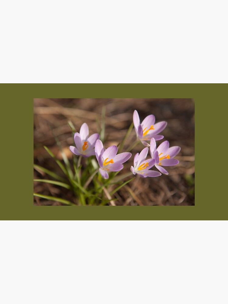 Thumbnail 6 of 6, Coffee Mug, Crocus designed and sold by guffa-com.