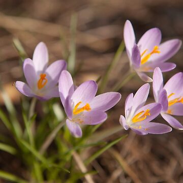 Artwork thumbnail, Crocus by Göran Andersson