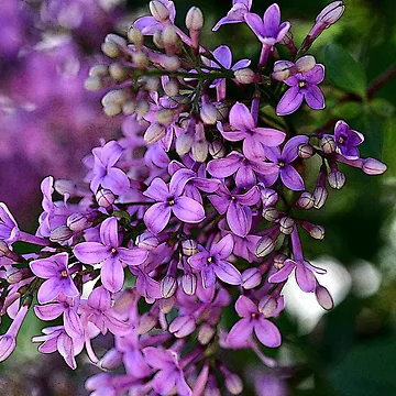 Artwork thumbnail, Spring Splendor by Kelly Cavanaugh