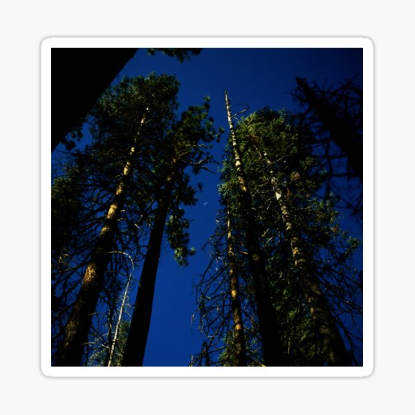 Near Laurel Lake in Yosemite N.P. Sticker