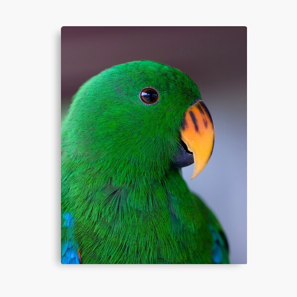 Item preview, Zulu - eclectus parrot designed and sold by Jenny Dean.