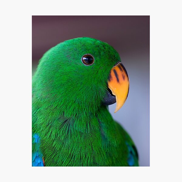 Zulu - eclectus parrot Photographic Print
