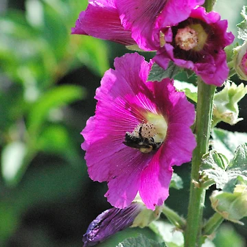 Artwork thumbnail, Busy Bumble by John Easterhouse