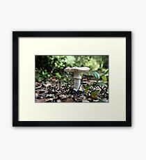 Toadstool Framed Print