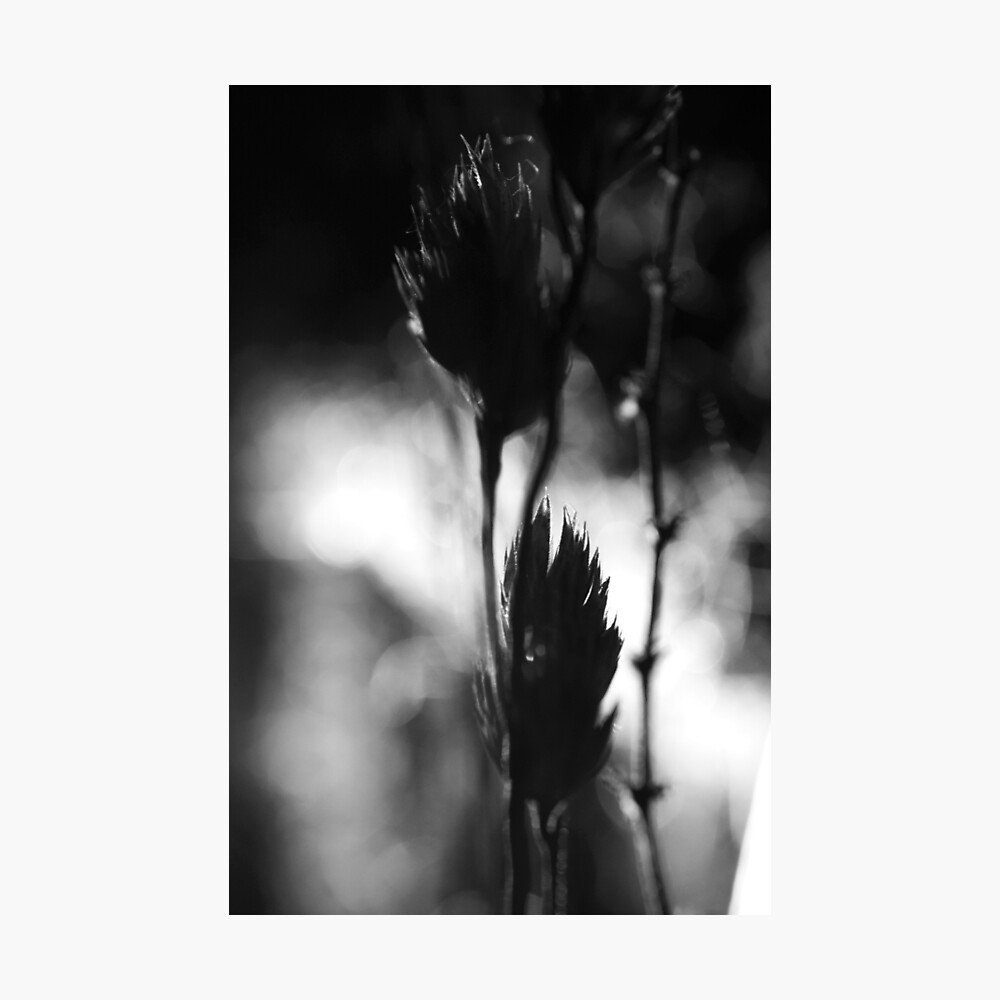 Nature #28 Photographic Print