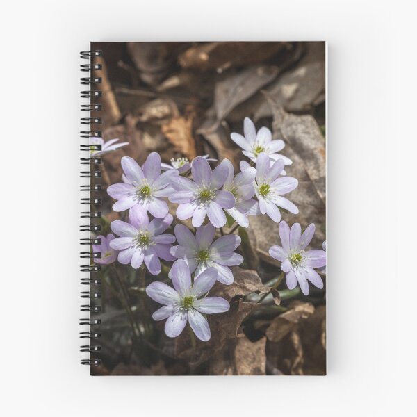 Item preview, Round-lobed Liverleaf designed and sold by PhotosByHealy.