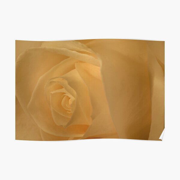 White Rose Poster