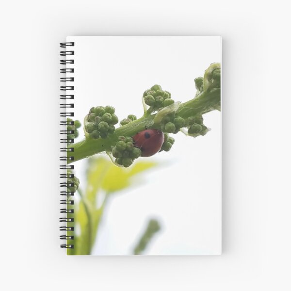 Aperçu de l'œuvre Coccinelle créée et vendue par rcherland.