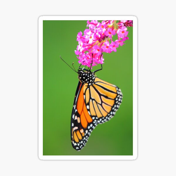 The Flower And The Butterfly Sticker