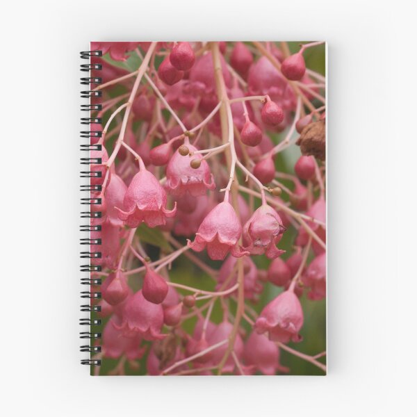 Item preview, Brachychiton 'Jerilderie Red' designed and sold by Amy Akers.