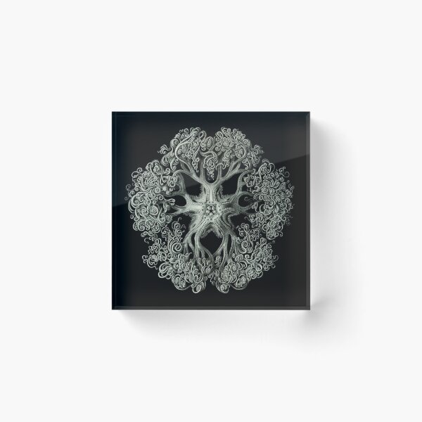 Item preview, Ernst Haeckel - Ophiodea Gorgonocephalidae designed and sold by ShaMiLaB.