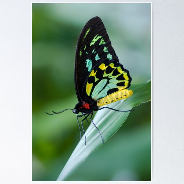 Cairns Birdwing Butterfly Poster