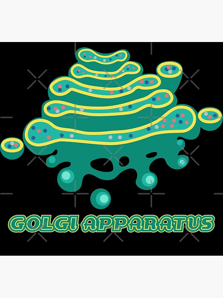 Golgi Apparatus Vector Art, Icons, and Graphics for Free Download