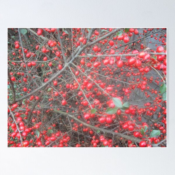 Item preview, berries designed and sold by DianeMoran.