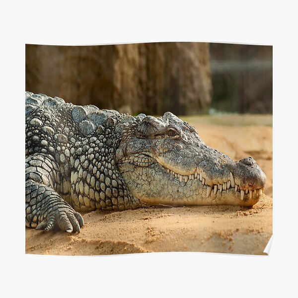 Crocodile Attack Wall Art Redbubble - vector the crocodile roblox