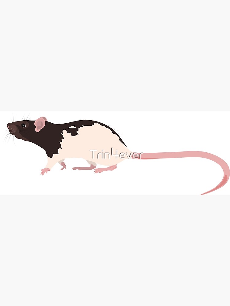 Hooded Rat 2 by Trin4ever